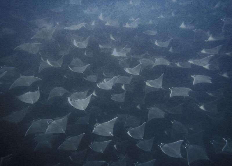 Cabo Pulmo Snorkeling - Key points to know before booking