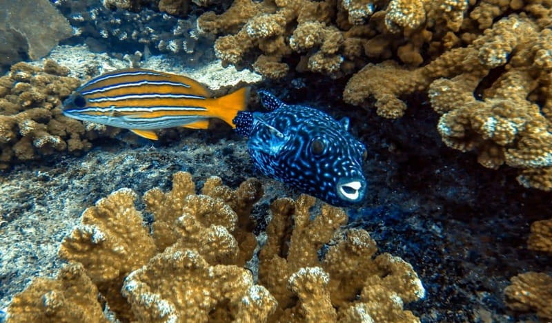 Cabo Pulmo Snorkeling - What the guides add to the trip