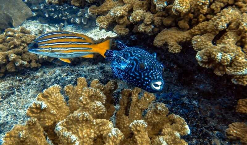 Cabo Pulmo Snorkeling - The relaxed style is a real advantage