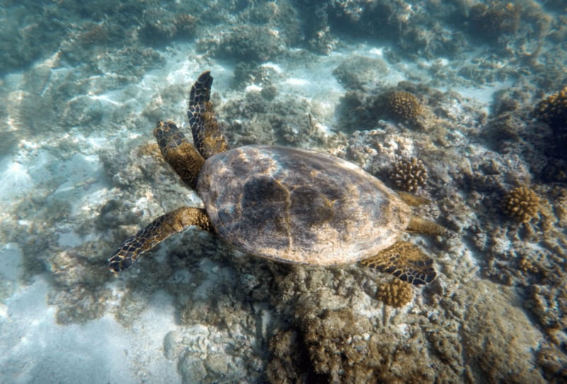 Cabo Pulmo Snorkeling - What to bring and what to leave behind