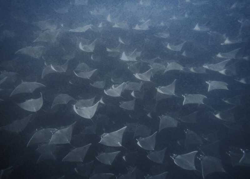 Cabo Pulmo Snorkeling - Who will get the most from this snorkeling trip?