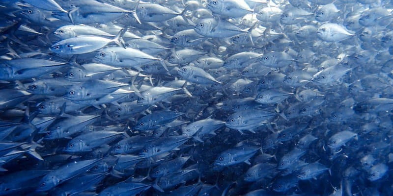 Cabo Pulmo Snorkeling - Cabo Pulmo National Park, 2.5 hours among reef and open water