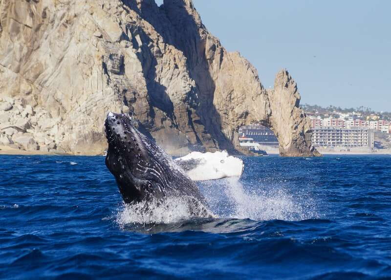 Cabo San Lucas: 2.5-Hour Whale Watching Tour - Leaving the marina and passing the Arch