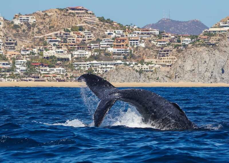 Cabo San Lucas: 2.5-Hour Whale Watching Tour - Hearing whale songs through hydrophones