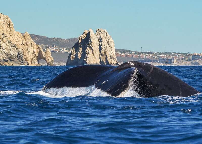 Cabo San Lucas: 2.5-Hour Whale Watching Tour - A small boat group makes a real difference