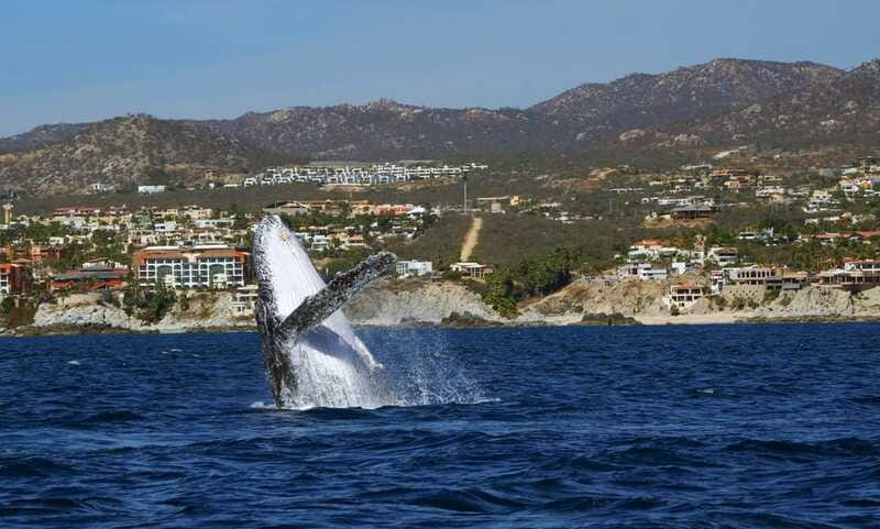 Cabo San Lucas: 2.5-Hour Whale Watching Tour - Choosing the best departure time