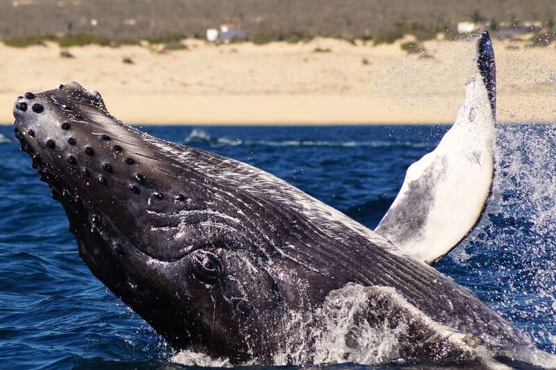 Cabo San Lucas: 2.5-Hour Whale Watching Tour - Finding the office at Cabo’s marina