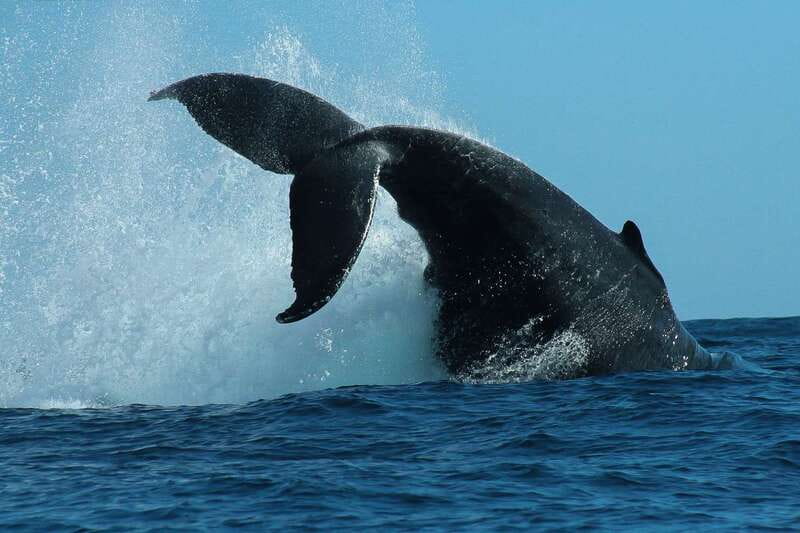 Cabo San Lucas: 2-Hour Whale Watching Adventure - Key points for choosing this Cabo whale tour