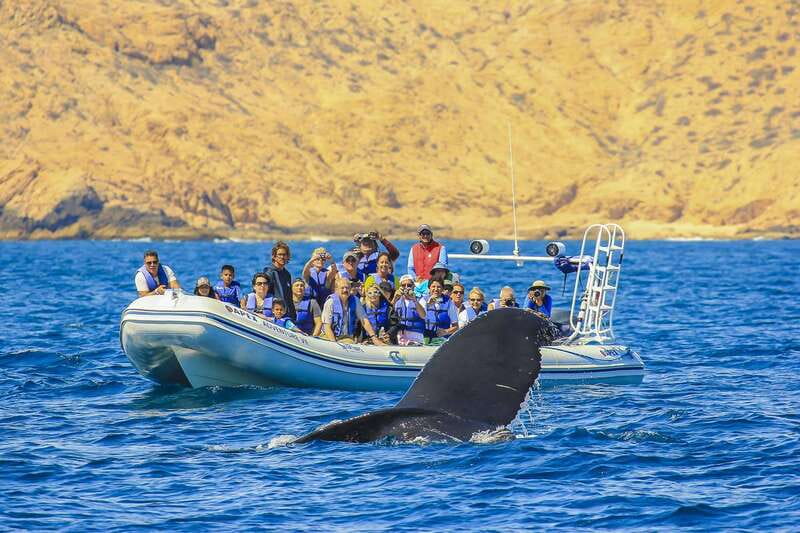 Cabo San Lucas: 2-Hour Whale Watching Adventure - What happens during the Cabo San Lucas portion
