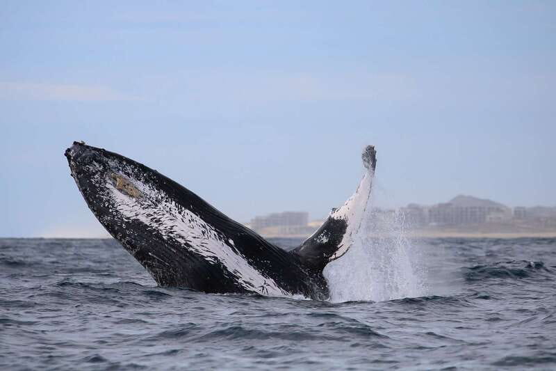 Cabo San Lucas: 2-Hour Whale Watching Adventure - Small groups, fast travel, and fewer boats