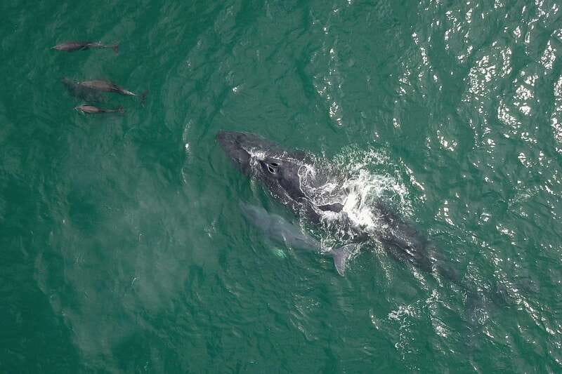 Cabo San Lucas: 2-Hour Whale Watching Adventure - What to wear and pack for a wet two hours