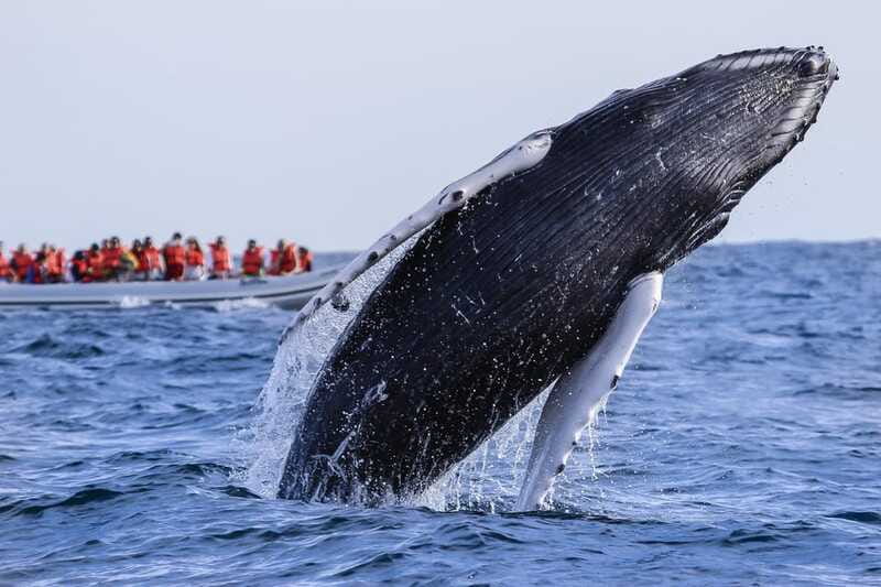 Cabo San Lucas: 2-Hour Whale Watching Adventure - Is $99 a fair price?