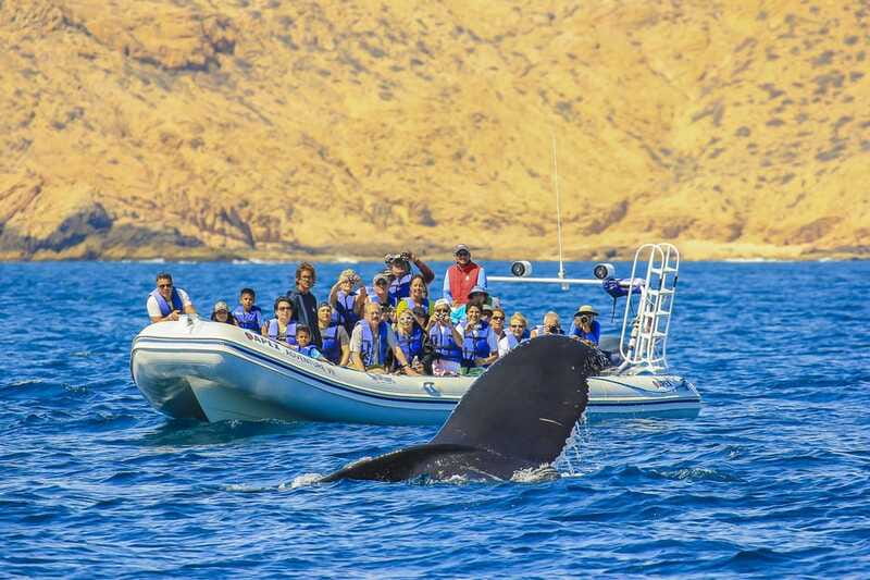 Cabo San Lucas: 2-Hour Whale Watching Adventure - Pickup, language, and practical planning