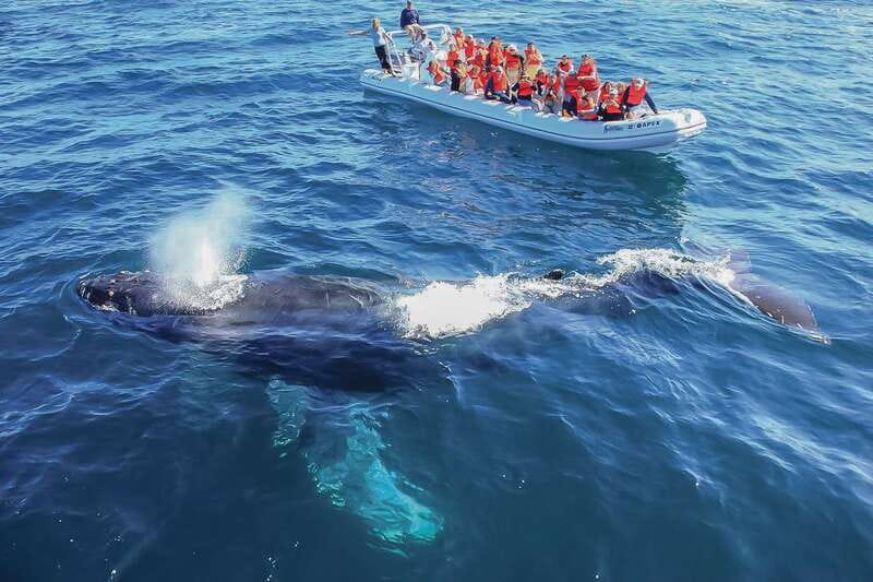 Cabo San Lucas: 2-Hour Whale Watching Adventure - The seasonal humpback migration from December to April