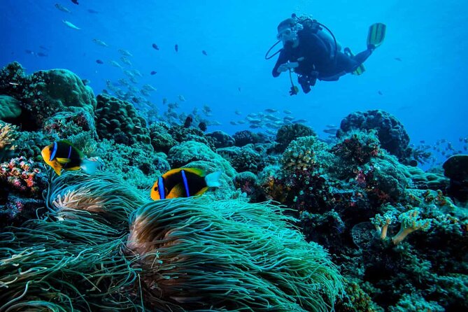 Cabo San Lucas 2 Tank Scuba Diving - Starting at See Creatures on Miguel Hidalgo