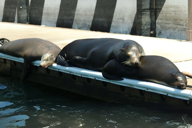Cabo San Lucas Arc Group Tour in Glass Bottom Boat - A Quick Ride to Cabo’s Most Famous Rocks