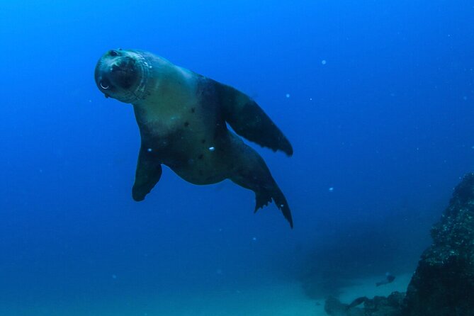 Cabo San Lucas Arch Boat Tour and Snorkeling at Pelican Rock - Pelican Rock snorkeling: colorful fish, rough footing