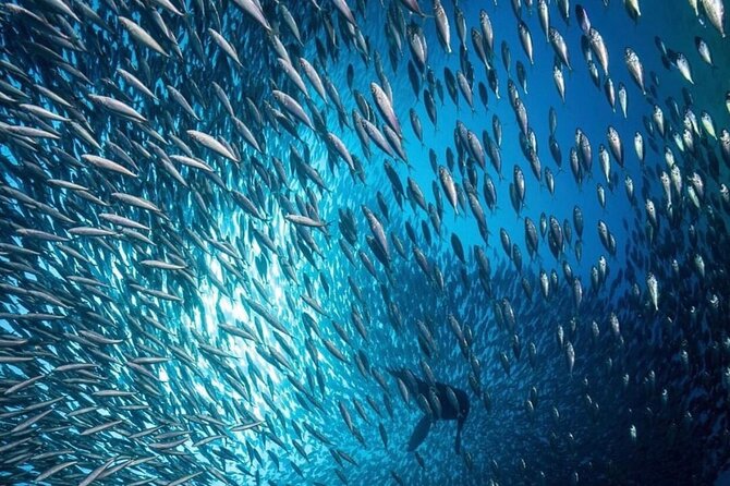 Cabo San Lucas Arch Boat Tour and Snorkeling at Pelican Rock - The guides and the style of service