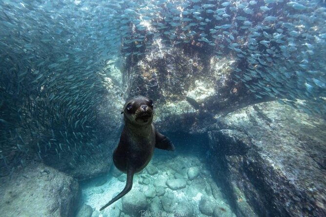 Cabo San Lucas Arch Tour and we go down to Playa del Amor - Who should book this Cabo excursion