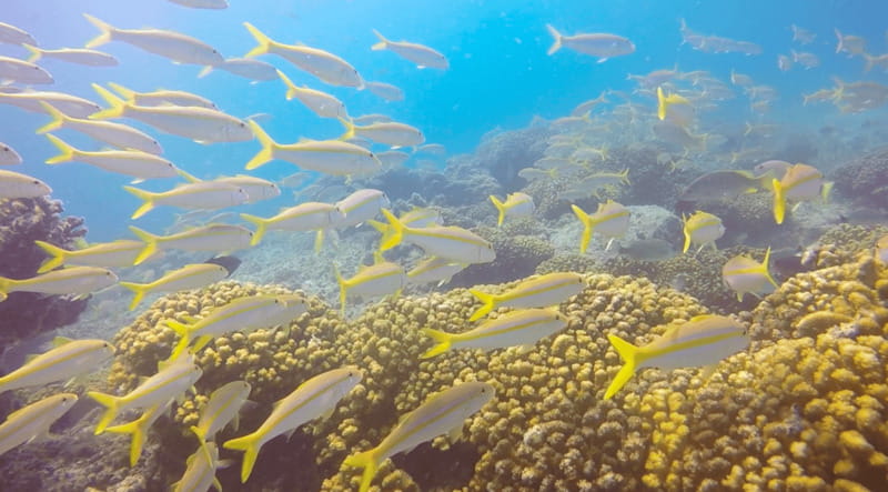 Cabo San Lucas: Beginners Diving Experience w/ Water & Snack - Practicing basic skills before breathing underwater