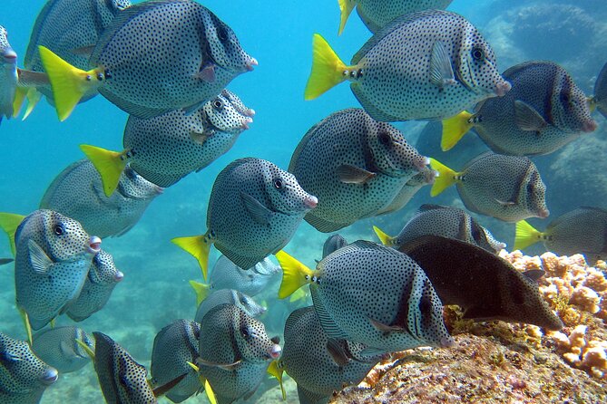 Cabo San Lucas Boat Tour and Snorkel at Pelican Rock - Small group promise and boat arrangements