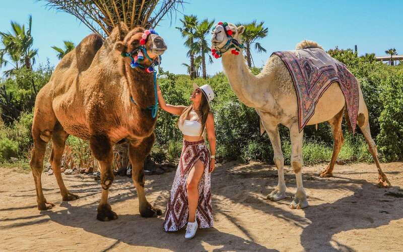 Cabo San Lucas: Camel Ride & Off-Road UTV Combo Adventure - Key Points at a Glance