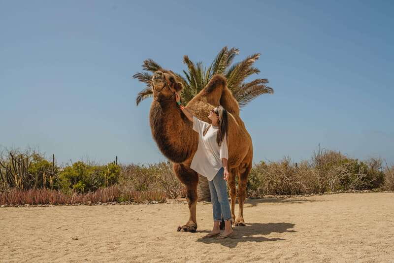 Cabo San Lucas: Camel Safari Tour with Lunch and Tequila - The long transfer changes the value