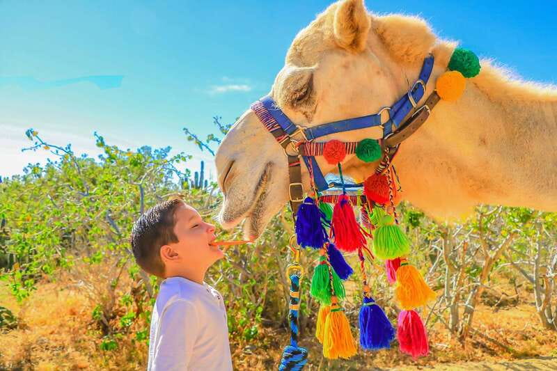 Cabo San Lucas: Camel Safari Tour with Lunch and Tequila - What guides add to the day