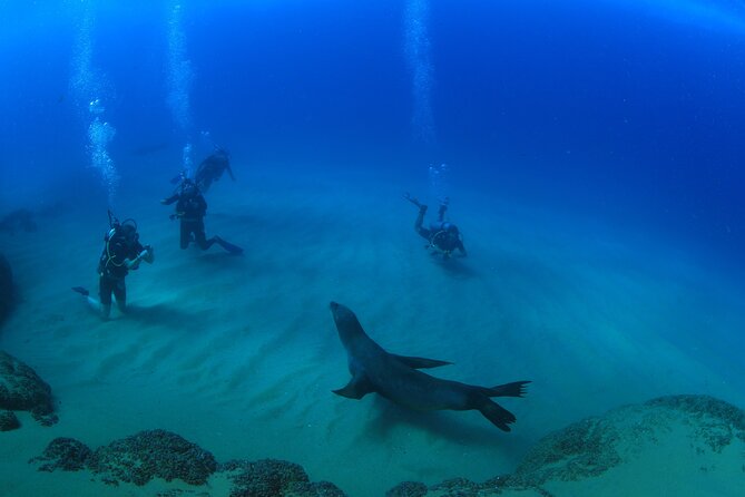 Cabo San Lucas Certified 2 Tank Dive at the Famous Arch and Land's End - The equipment cost needs careful attention