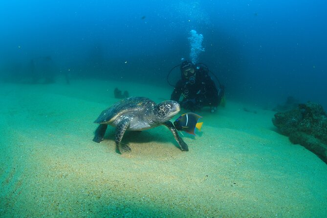 Cabo San Lucas Certified 2 Tank Dive at the Famous Arch and Land's End - Conditions and certification rules matter