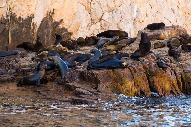 Cabo San Lucas city tour and amazing sea adventure to Lands End! - Tequila tasting and shopping add convenience, not local depth