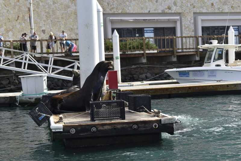 Cabo San Lucas: Glass Bottom Boat Tour to Land's End - Is $46 a fair price for one hour?