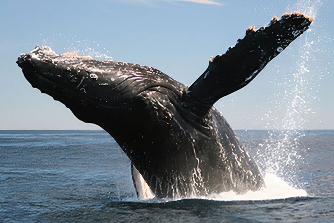 Cabo San Lucas Humpback Whale Watching Tour - Boarding at Cabo San Lucas Marina