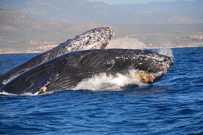 Cabo San Lucas Humpback Whale Watching Tour - The seasonal window from December 15 through March 30