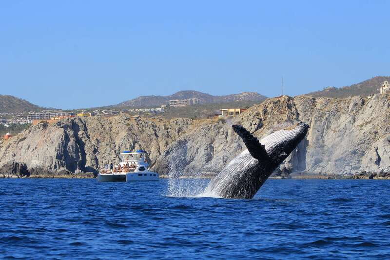 Cabo San Lucas: Luxury Catamaran Whale Watching Experience - Key points to know before you book