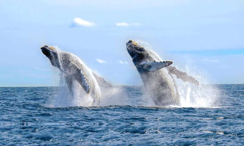 Cabo San Lucas: Luxury Catamaran Whale Watching Experience - Meeting the crew at Cabo’s marina