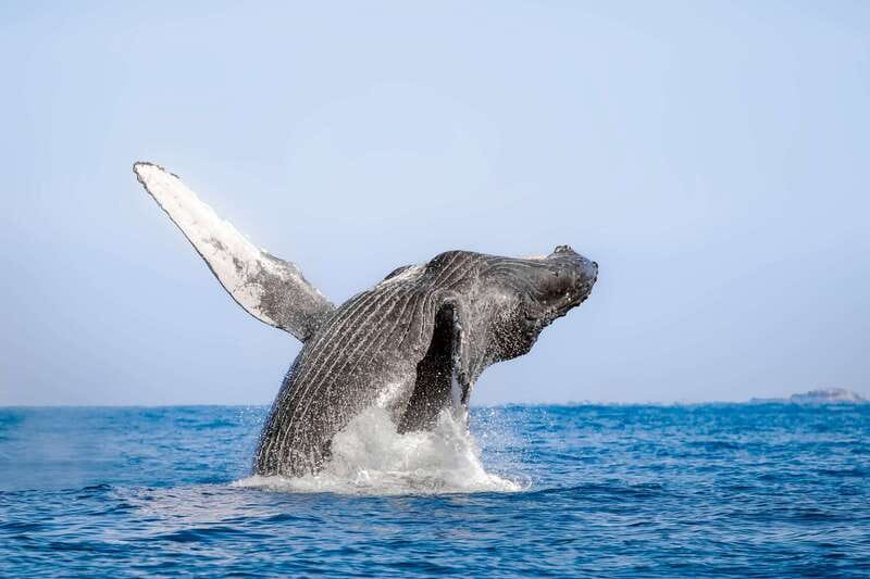 Cabo San Lucas: Luxury Catamaran Whale Watching Experience - Searching for humpback whales