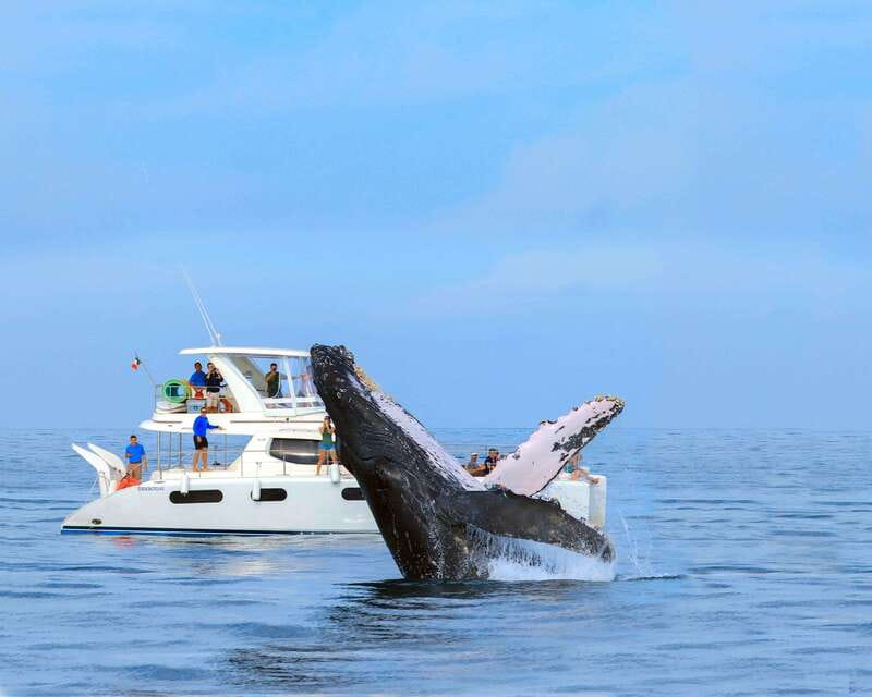 Cabo San Lucas: Luxury Catamaran Whale Watching Experience - What the 2.5-hour schedule feels like