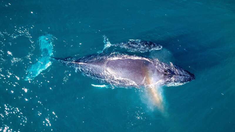 Cabo San Lucas: Luxury Catamaran Whale Watching Experience - Other animals and the value of the setting