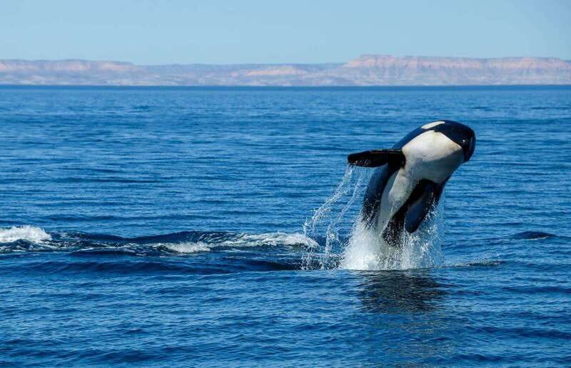 Cabo San Lucas: Luxury Catamaran Whale Watching Experience - Who will enjoy this Cabo cruise most?