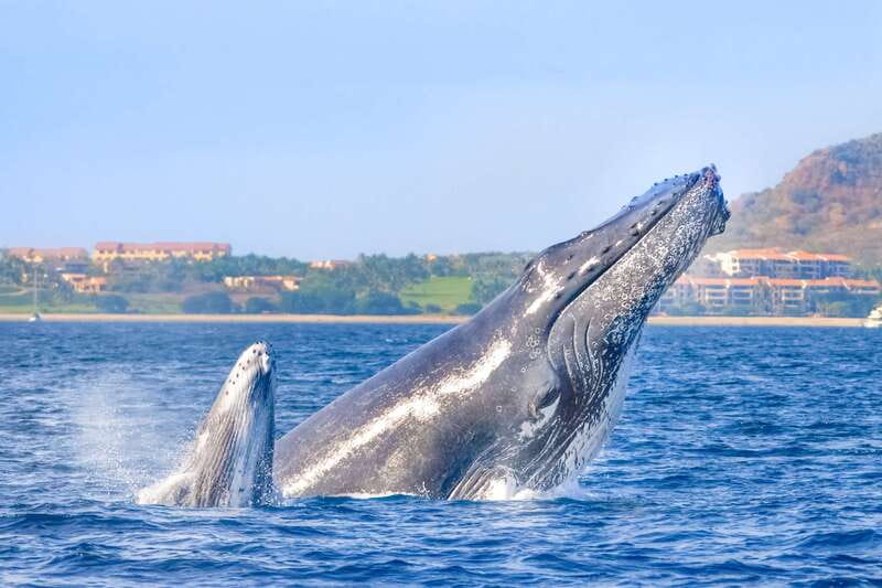Cabo San Lucas: Luxury Catamaran Whale Watching Experience - Setting out past the Arch