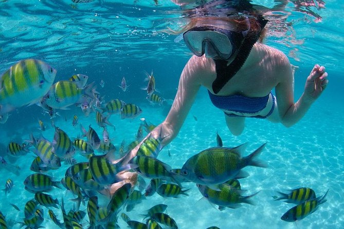 Cabo San Lucas Short Snorkeling Tour with Divemaster Guide - A short boat ride to a busy underwater world