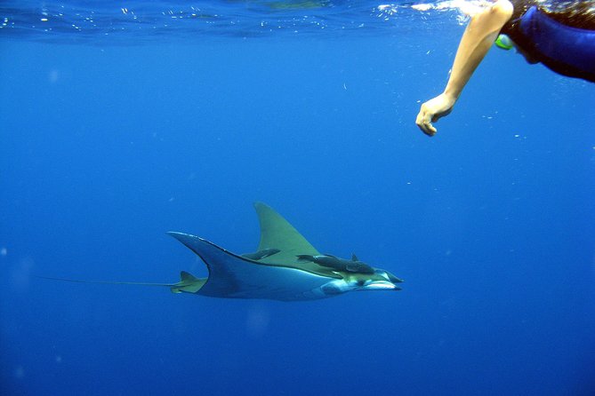 Cabo San Lucas Short Snorkeling Tour with Divemaster Guide - How long are you really in the water?