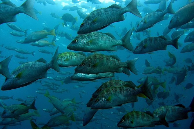 Cabo San Lucas Short Snorkeling Tour with Divemaster Guide - Weather, visibility, and crowds matter