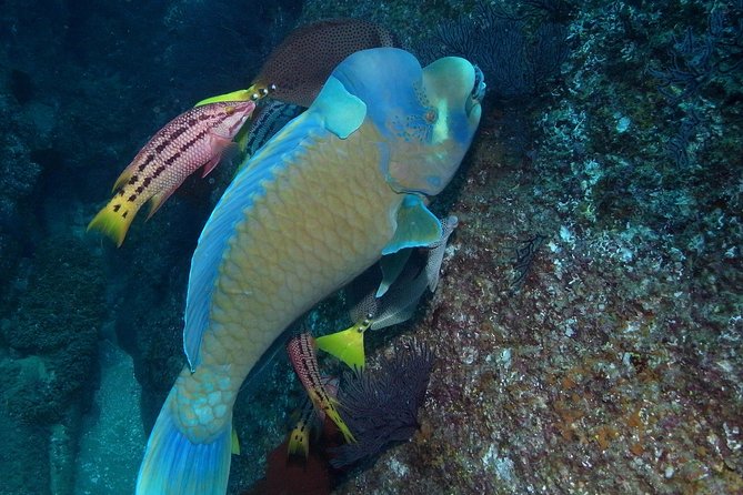 Cabo San Lucas Short Snorkeling Tour with Divemaster Guide - What the guides add to the experience