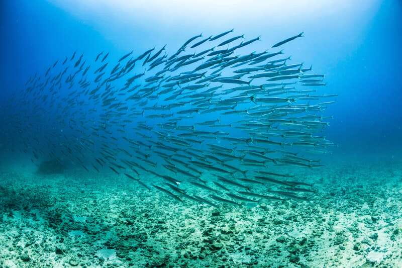 Cabo San Lucas: Snorkel, Lunch and Sail Experience - Key things to know before booking