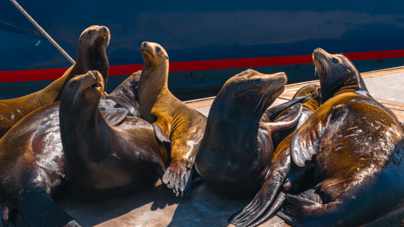 Cabo San Lucas: Tour paseo al Arco + bajada en playa - The one-hour cruise around Cabo San Lucas