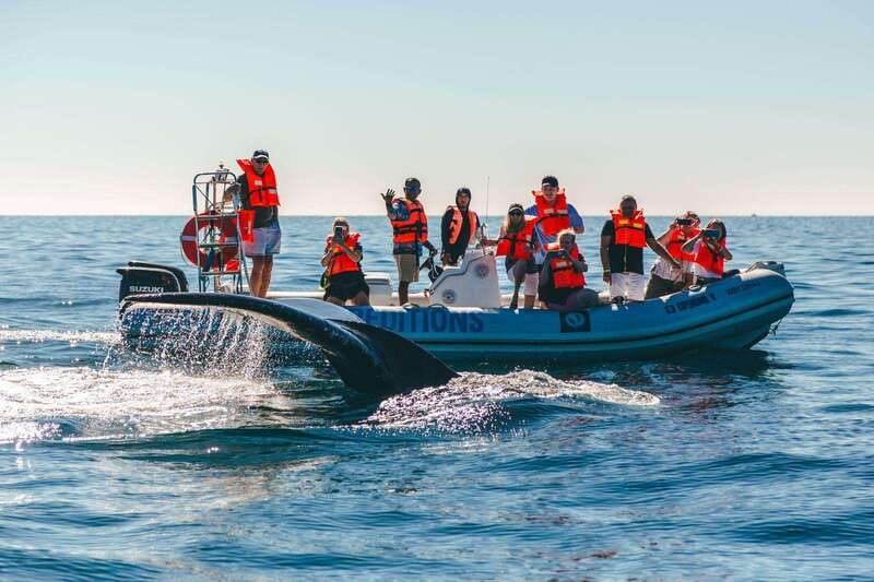 Cabo San Lucas: Up-Close Whale Watching Small-Group Tour - Why a Zodiac works so well for Cabo whale watching