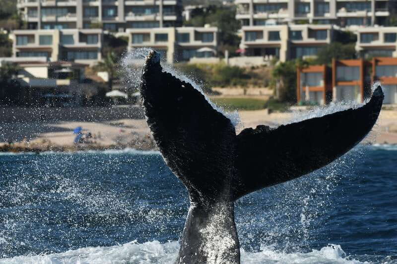 Cabo San Lucas: Up-Close Whale Watching Small-Group Tour - My take: a strong pick for close wildlife viewing