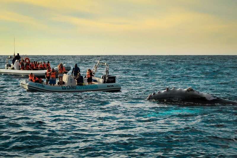 Cabo San Lucas: Up-Close Whale Watching Small-Group Tour - Meeting at La Terminal de Cabo